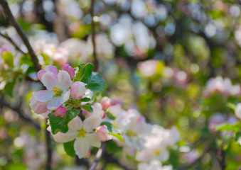 Close up detail of a flowering tree branch. Selective focus