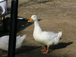 white goose duck on farm