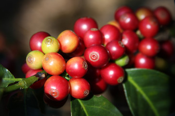 Planta de Café Maduro 