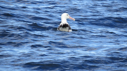 Royal Albatross New Zealand