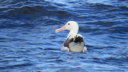 Royal Albatross New Zealand