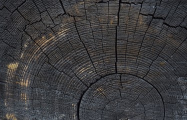 cross section of tree