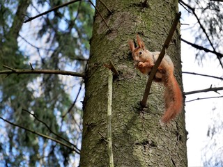 Squirrel in the forest on a tree branch.
