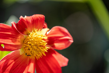 Beautiful garden dahlias in bloom, extreme close up macro of stamen. Orange color
