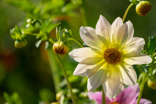 Beautiful garden dahlias in bloom, with buds in photo