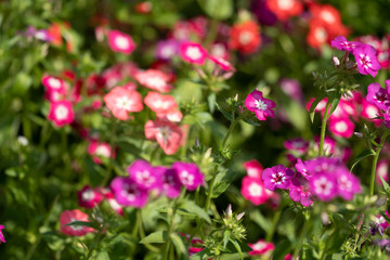 Fototapeta premium Extreme selective focus on one annual phlox flower, most flowers blurred intentionally, useful for abstract backgrounds