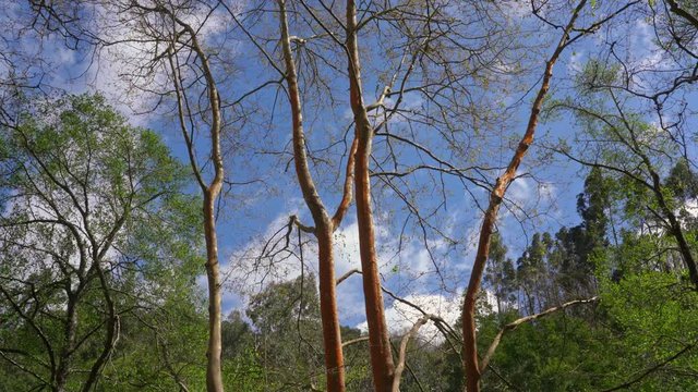 Park forest trees in motion from the wind, nature is worried. Ecological concept image.