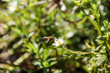 Abelhas colhendo pólen.