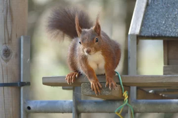 Plexiglas foto achterwand close up van een rode eekhoorn © Tanja