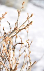 branch of a tree