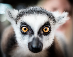 Kata bei der Fütterung im Tierpark