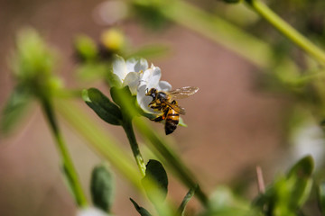Abelhas colhendo p&oacute;len.