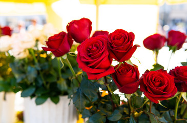 .sale of roses on the tourist streets of the city