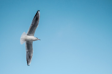 Möwe
