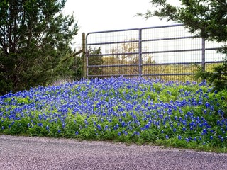 Spring time bluebonnet wildflowers along Texas rural road. © skyoftexas