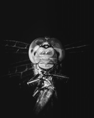 Black and White Portrait of Dragonfly