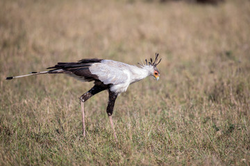 Secretarybird