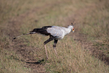 Secretarybird