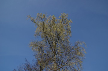 Obraz premium Ausschlagende Birke