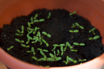Many small sprouts in the pot at home