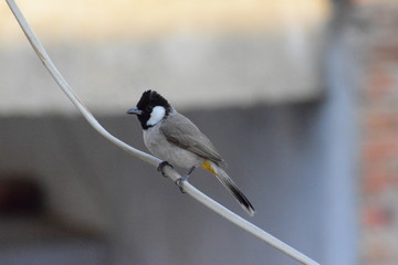 Indian bulbul