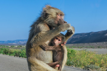Adorable Hamadryas baboon Mother and Baby sitting on the car, Djibouti