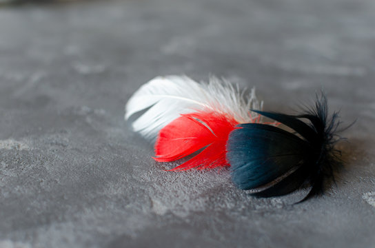Black, red, white  feathers on grey concrete background. Black Red White and Grey combination. Selective focus. Space for text.