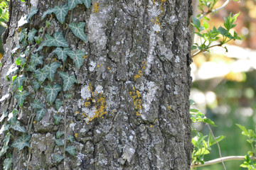 the surfacr from a birch bench