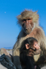 Adorable Hamadryas baboon Mother and Baby sitting on the car, Djibouti