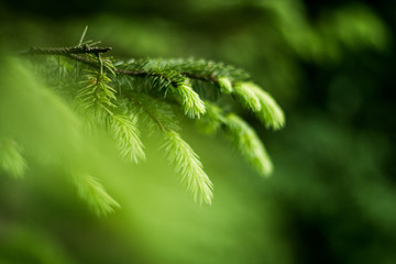 close up of a leaf