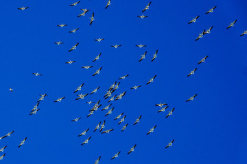 Migrating Pelicans In The Clouds