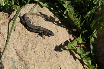 Jaszczurka na kamieniu lokalizacja Polska województwo lubelskie © Wiesaw