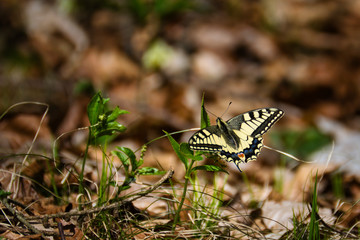falter, insecta, natur, blume, flügel, makro, sommer, black