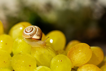 Close-up of a small snail crawling over grapes quiche mish