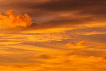 Migrating Pelicans In The Clouds