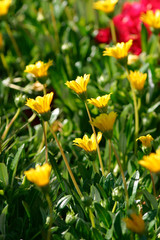 Beautiful photograph of California buttercup flowers