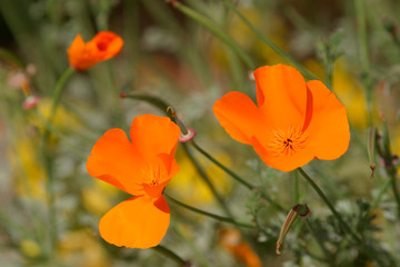 Beautiful photograph of California Poppy flowers