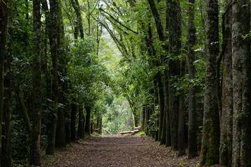 path in the forest