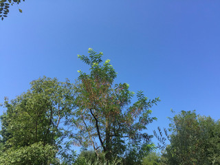 a green tree with blue sky