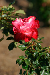 Beautiful photograph of a red climber rose flower.