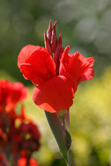 Beautiful photograph of a red Canna flower.