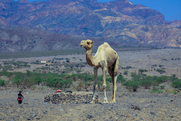 Beautiful Camels on the Road to Djibouti City, Djibouti