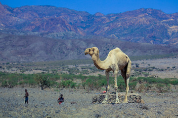 Beautiful Camels on the Road to Djibouti City, Djibouti