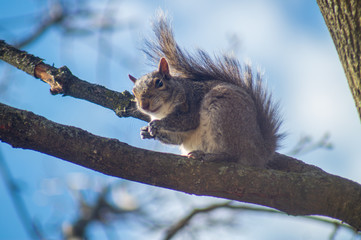 squirrel