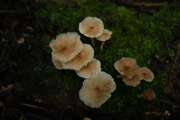 mushrooms in the forest