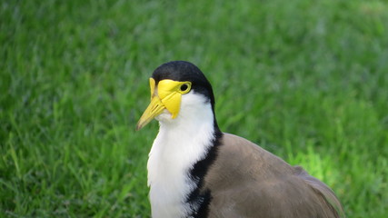 Masked Lapwing Australia