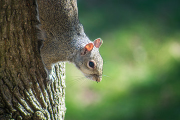 squirrel