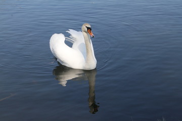 Fototapeta premium Schwan