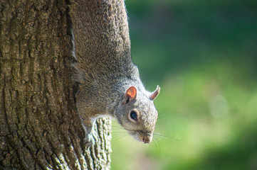 squirrel