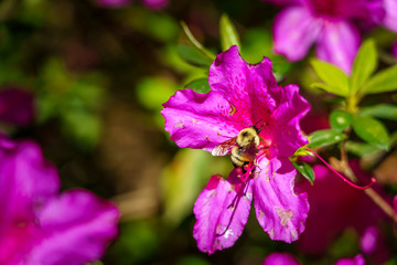 The Beautiful Gardens of Eden